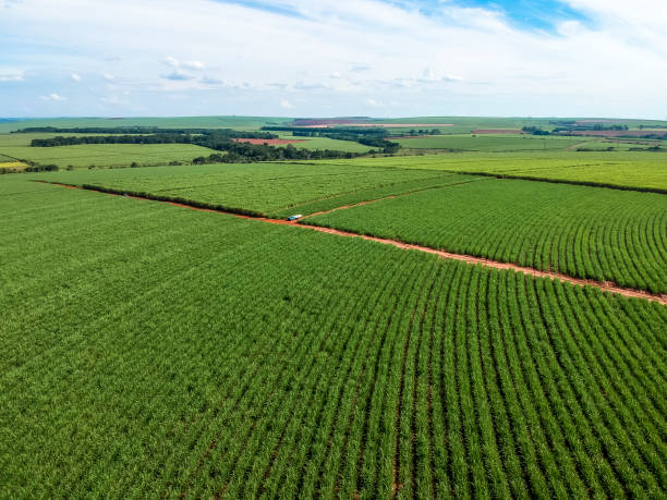 Green sugar cane field on Sao Paulo state, Brazil