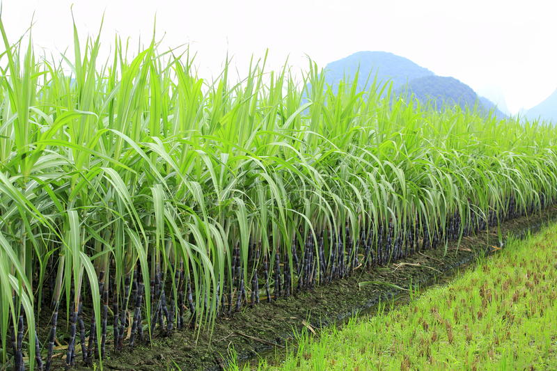 sugarcane-farm-plants-grow-32983548